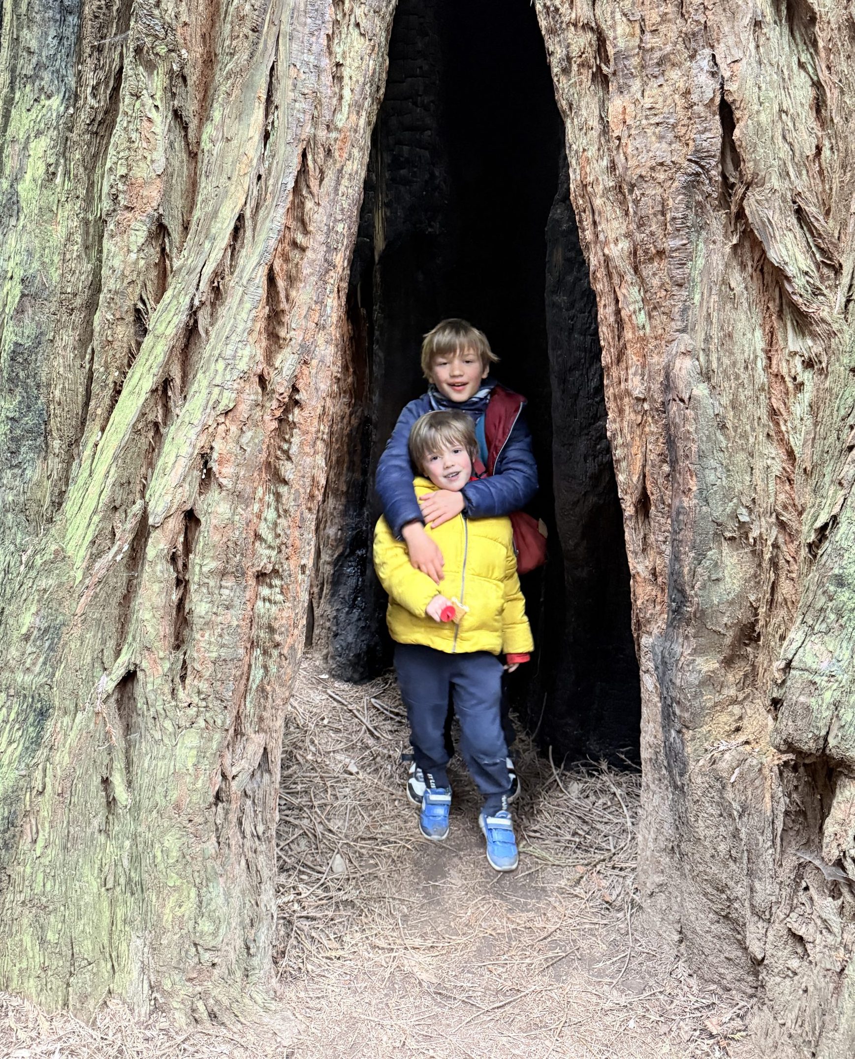 Muir woods