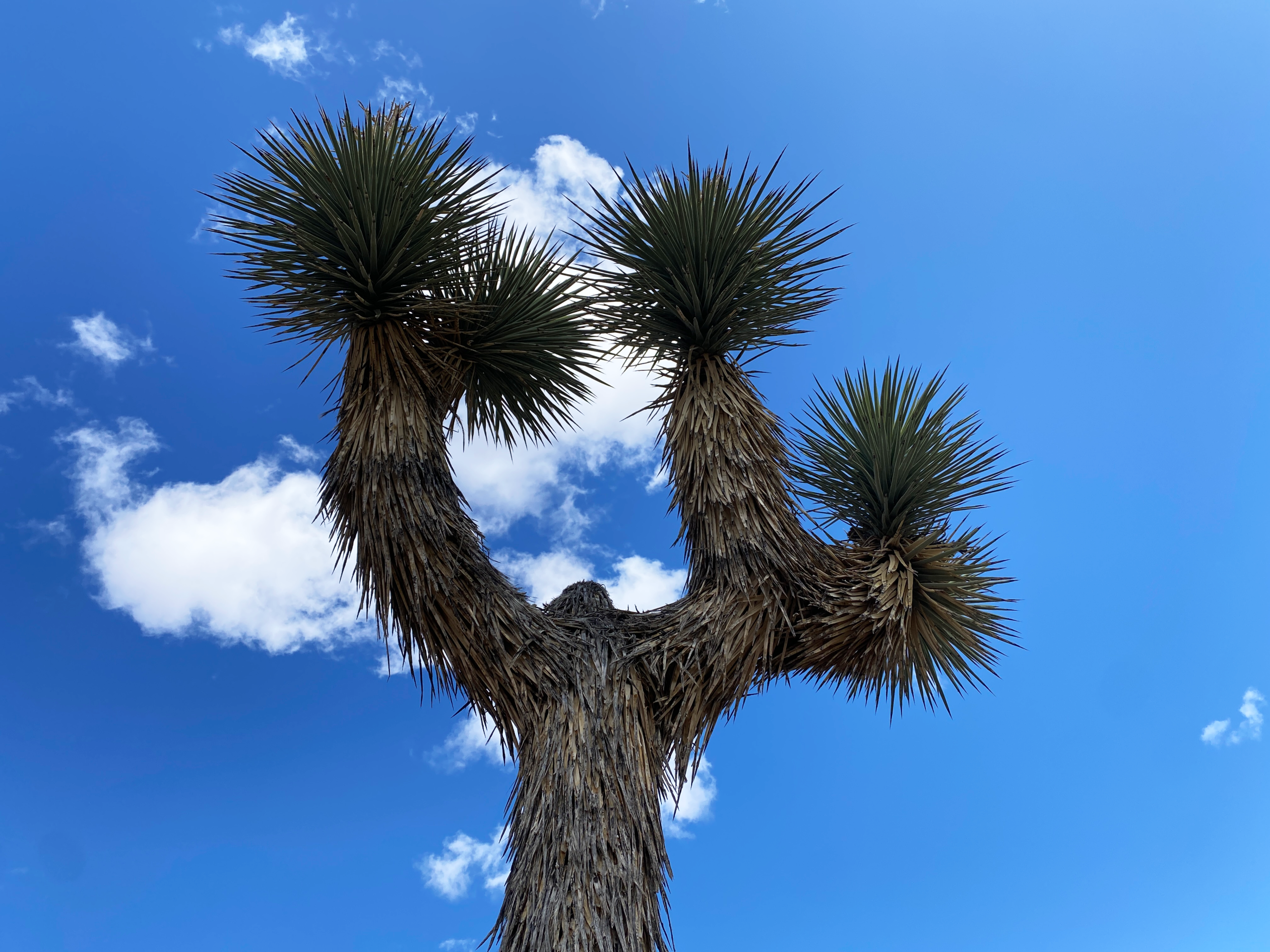 Joshua Trees